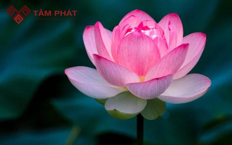 lọ hoa đặt bên trái hay bên phải bàn thờ