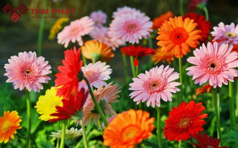 Hoa đồng tiền mang lại nhiều ý nghĩa tốt đẹp cho gia chủ khi đặt trên bàn thờ