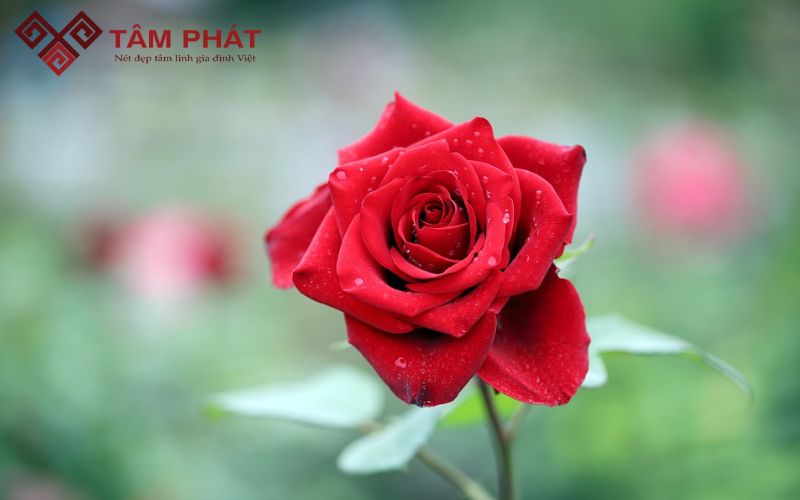 lọ hoa đặt bên trái hay bên phải bàn thờ