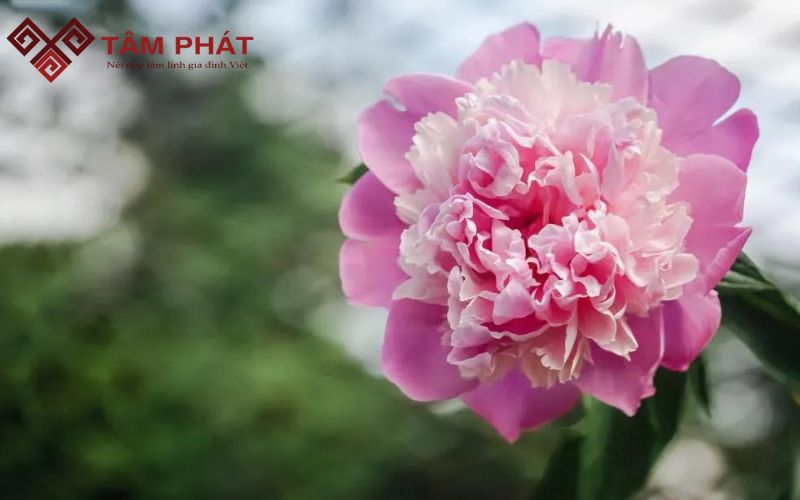 thờ hoa mẫu đơn